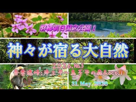 神々が宿る大自然2026№５ 磐梯朝日国立公園：兎平～鳥子平＆ect