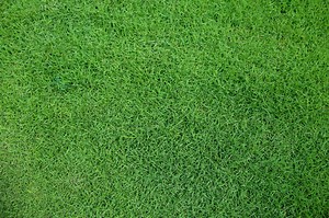 Learn how to care for your Zoysia Grass