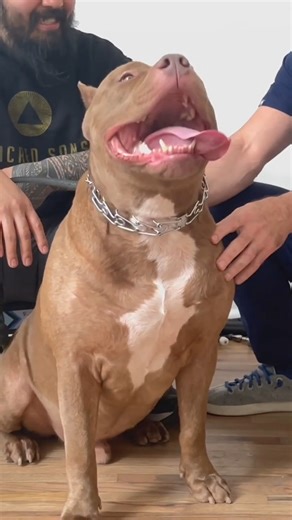 Dog Chiropractics On Big American Bulldog #reels #animalcracker #animalchiropractic #chiropractic #dog #bulldog | Animal Cracker