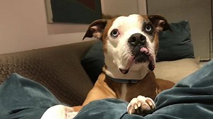 1K views · 254 reactions | Aunt Joan took me for a nice walk today but i was too tired to tell Mom about it when she got home. | Kaykoh's World | Facebook