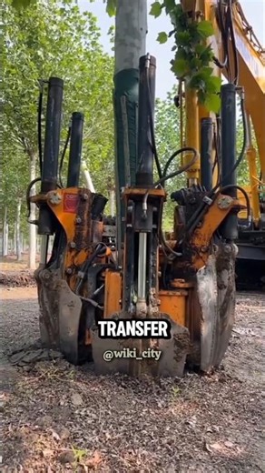 🌳 This Machine Can Move Huge Trees Without Cutting! #facts #innovation