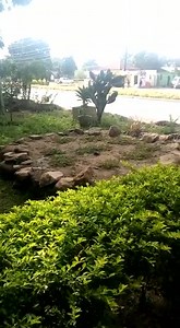 HAPPENING RIGHT NOW IN CHOMA By Koswe Correspondent | Koswe