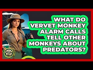 What Do Vervet Monkey Alarm Calls Tell Other Monkeys About Predators? - The Wild Life Explorer