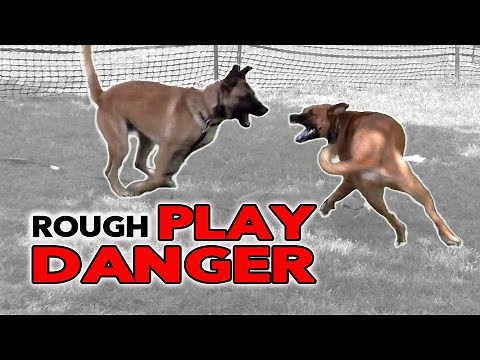 Dog PLAYING ROUGH can be DANGEROUS - Dog Training Video
