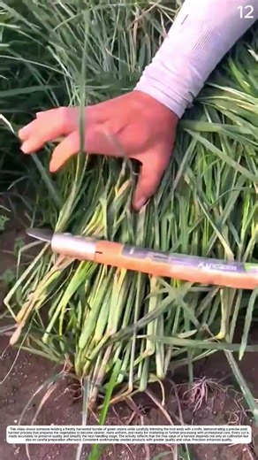 Lemongrass Harvest: How Simple Tools Improve Speed and Crop Consistency