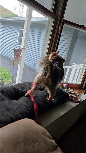 Yorkie Barking at dog on his street wagging tail furious original sound