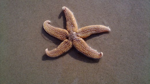 Etoile de mer commune : taille, description, biotope, habitat, reproduction