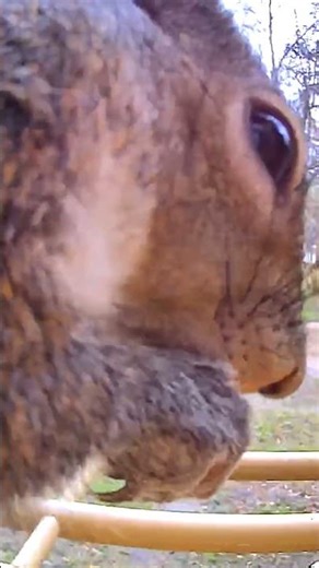 Buff Squirrel 😅🙂🤩