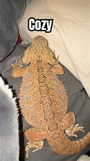 Cozy Bearded Dragon