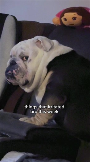 English Bulldog's Hilarious Struggles