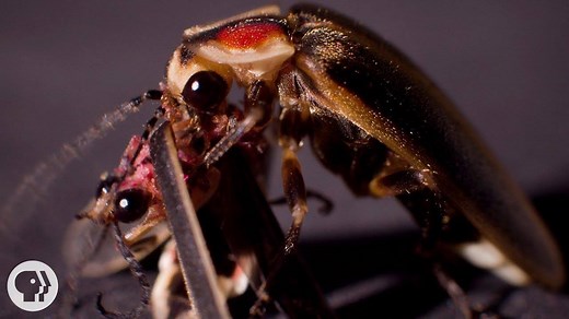 2.1M views · 4K reactions | Most firefly flashes are pure romance, a sexy form of skywriting. But one variety copies the mating signals of others to lure them to their demise. | Deep Look • PBS | Facebook