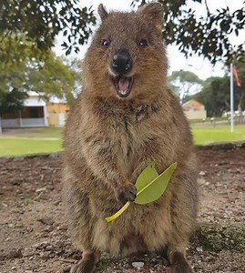 2.3K views · 51 reactions | Explore Iconic Perth, Western Australia on a 5 Day Iconic Perth Holiday Package! Visit Iconic Perth sights like Rottnest Island, Western Australia, Caversham Wildlife Park, Pinnacles Desert Cervantes, Yanchep National Park and more. Great hotel options PLUS private airport transfers are included! Book your package today: https://goo.gl/XwwjLy #rotto #quokka #kangaroo #selfietime #justanotherdayinwa | Explore Tours Perth | Facebook