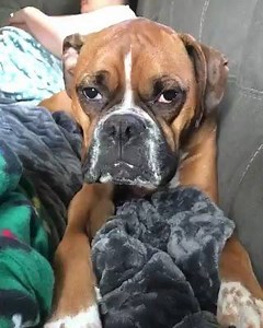 184K views · 5.2K reactions | When dinner is at 5pm, but it's only 4pm  #boxermom: Jessica Grey ..............................................................................  Find more Boxer shirt for you. Visit our store: ➡ https://goo.gl/QIt9Ic | OH MY BOXER | Facebook