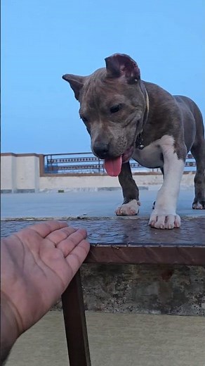 American Bully 🐶 He doesn't want to come Down 😂 #americanbully #bulldog #dogshorts