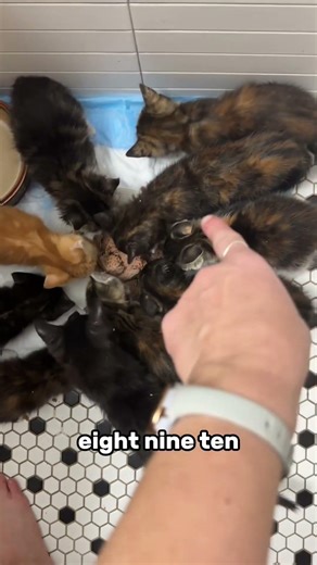 Feeding time for 10 kittens (Grove 10)