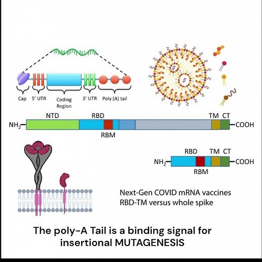 Poly-A tail: Insertional Mutagenesis | Messenger of the BEAST
