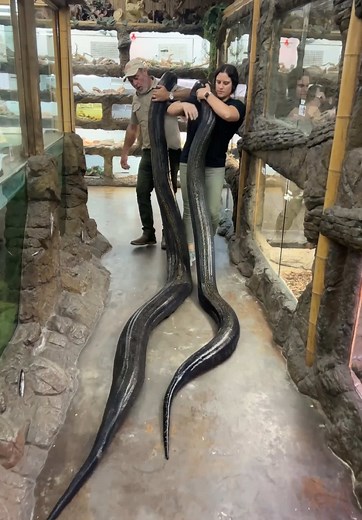 Another day of moving some giant snakes😅 These two females actually came from the same clutch but one has grown a lot more in the same time period🤯 Reticulated pythons grow the fastest during the first two years of life but don’t ever stop growing😳 Their growth rate does significantly slow down over time and they reach their full length at about 4 to 5 years🙌
