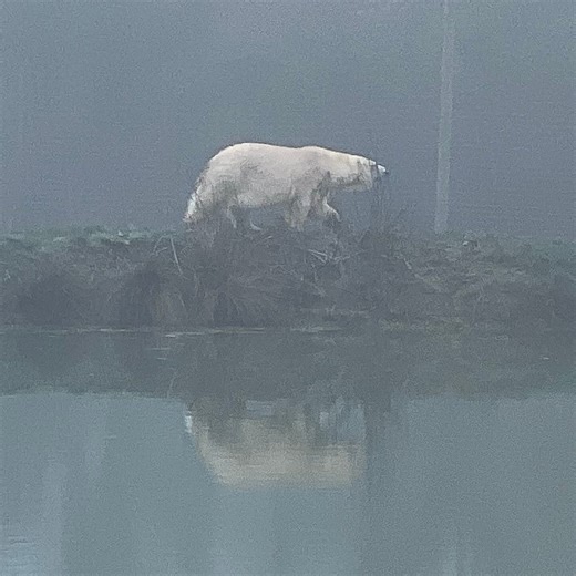 Mark Farley’s wandering’s (@markfarley1)