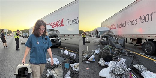 Cats missing after animal rescue group involved in interstate crash that killed 8 people