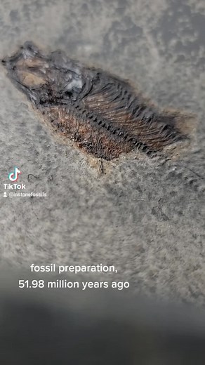 instonefossils on TikTok
