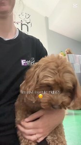 ☔️ Rainy day play with some of our little ones, it’s always a fun time no matter the weather! Aren’t they just adorable? 🥰 | Fetch Pet Resort