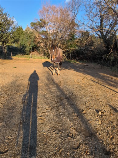Non lo trovavo 😂🐴 #mimetico #horse #paddock #cavallotosato #horsevibes