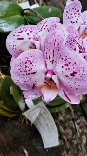 Moth orchids 🌙 to Dendrobiums 💃 they're like nature's art 🎨. 😊 Elegance in bloom 🌸 #OrchidLove