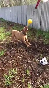 15 reactions · 17 shares | Tommy is looking for a foster, or better...