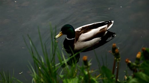 Free video - Duck, Lake, Bird, Ducklings