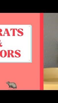 Let’s Talk About Pet Rats And Tumors