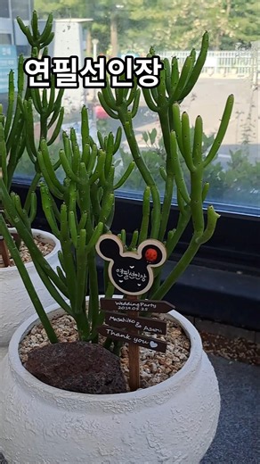 연필선인장 / Pencil Cactus / 铅笔仙人掌 / 꽃말 : 강인함과 생명력