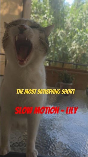 Princess Lily in Slow motion. Have you ever seen a cat yawning in slow motion?#funny #cat #relaxing