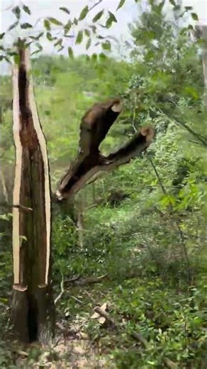 Ben’s first Barber Chair