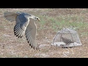 Home made falcon trap, hawk trap, eagle trap, works 100%