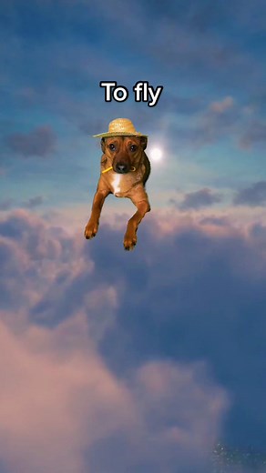 #fyp #foryou #tootiedog #dogsoftiktok #tiktok #viral #nickiminaj #fly #doggo