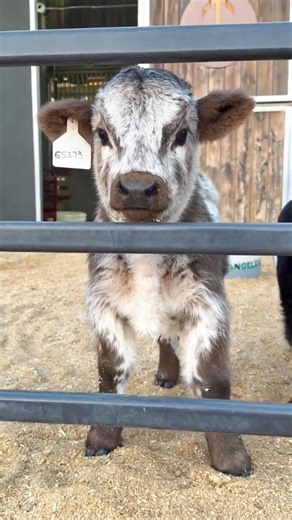 Baby Cow tutututu | Amazing cute animal transformation 🐮