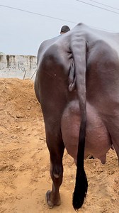 Cattle Farming India on Reels