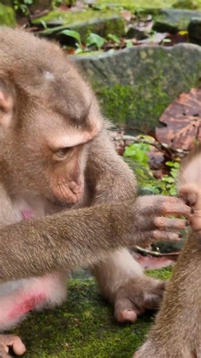 20K views · 602 reactions | Little cute Lynx so lovely with mom care | Aim Koeurn | Facebook