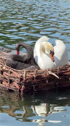 "A black swan and a mute swan sit side by side on the nest on a sunny morning 🦢🪺🥚🌊☀️"