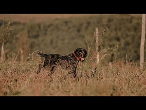 Understanding the German Wirehaired Pointer: Hunting Skills and Characteristics