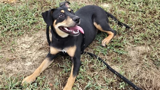 Meet Jordan: the joyful min pin mix ready for adoption at Lenoir County SPCA