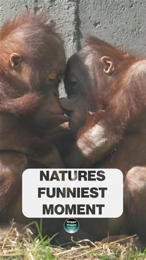 👄 Tiny Orangutans With No Personal Space