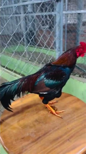 Powerful Fighting Rooster in Action 🐓🔥 | Gamefowl Training #Shorts