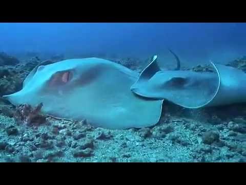 Sting Rays Mating Under Mokuho'oniki