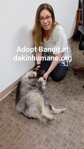 Bandit's up for adoption at Dakin Humane Society! She is the sweetest sweetheart of a pup and loves belly rubs, butt scratches, hugs, and kisses. A perfect little bundle of energy. And she's so soft and cuddly! 🥰 She's at Dakin right now, waiting for her furever family. Could that be you? #adoptdontshop #dog #dogs #puppy #puppies #pets #pet #dogsofinstagram #doglover #doglife #dogoftheday #dogstagram #puppylove #puppiesofinstagram #puppylife #puppyoftheday | 94.7 WMAS - Springfield, MA
