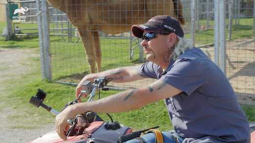 62K views · 867 reactions | Hundreds of animals were suffering at the G.W. Zoo. This is their story.  Watch the documentary special #SurvivingJoeExotic tonight at 10p on Animal Planet. | Animal Planet | Facebook