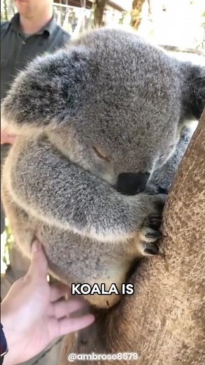 Koala 🐨 The Sleepiest Animal on Earth!