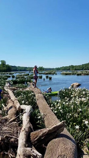 Spider Lily Paddle Trips are a family friendly event. Paddle through a maze of lilies, largest concentration in the . GREAT group trip and solo trip option. Weekends only May-June. Memorial Day and Mother's Day weekend Trips are filling up fast! Great educational #ecotour. Perfect #outdoorexperience for #naturephotography. | NC Outdoor Adventures | Facebook