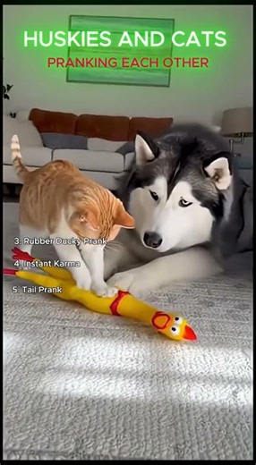 😂 Huskies and Cats Pranking Each Other | Funniest Dog vs Cat Moments #funnyanimal #funnypets #comedy