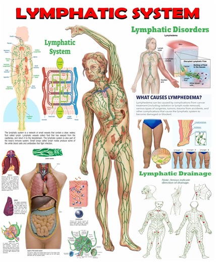 Lymphatic System Poster – Anatomy, Disorders & Drainage | Medical Chart (digital Download) - Etsy Canada